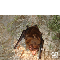 گونه خفاش جنگلی بزرگ Giant Noctule 